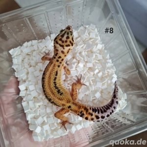 3 Leopardgecko Weibchen 