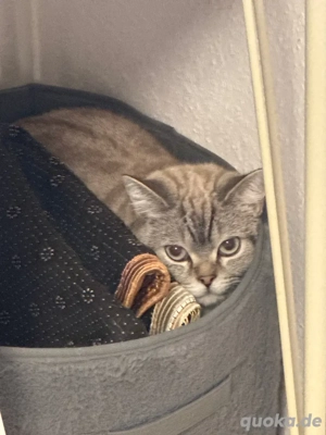 Reine liebevolle w. Bkh Katze 