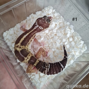 Leopardgecko Weibchen 