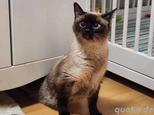 Unsere Siam Babys sind da      Bild 5