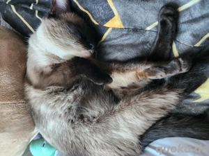 Unsere Siam Babys sind da      Bild 4