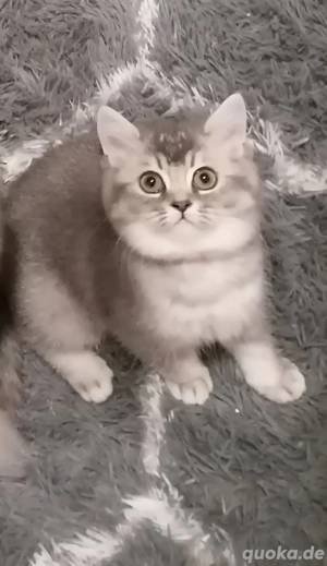 5 BKH Kitten (mit Stammbaum)