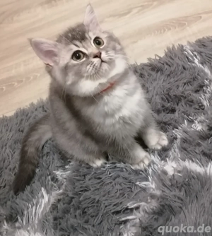 5 BKH Kitten (mit Stammbaum)