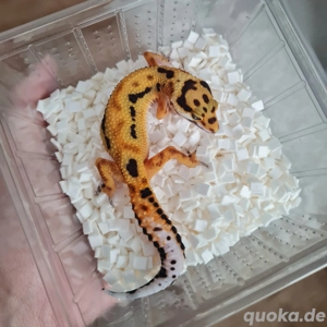 Leopardgecko Clown 