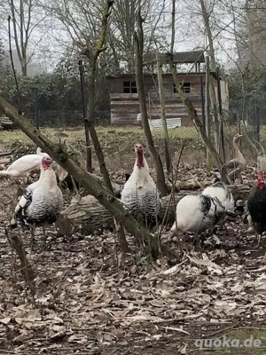 Cröllwitzer Truthahn