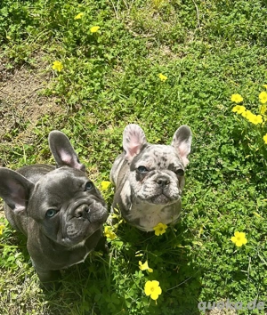 Französische Bulldoggenwelpen.  WhatsApp 17668441254