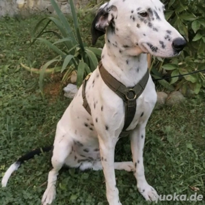 2 Dalmatiner Rüden 1,5J Bundesweit ausreisebereit nach Adoption 