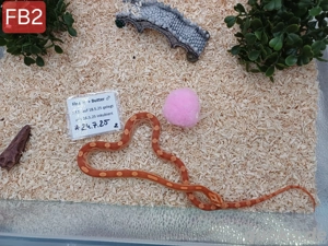 Kornnatter Baby s Fire Motley