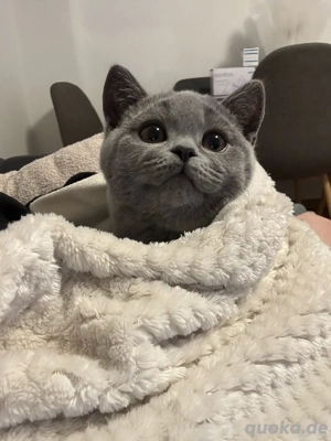 Britisch Kurzhaar Kitten mit Zubehör