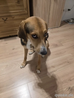 Mischlingshündin zu verkaufen  Bild 8