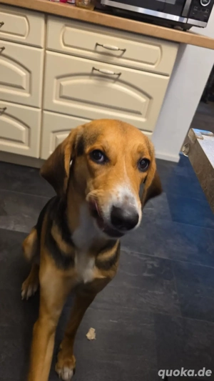 Mischlingshündin zu verkaufen  Bild 9