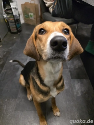 Mischlingshündin zu verkaufen  Bild 10