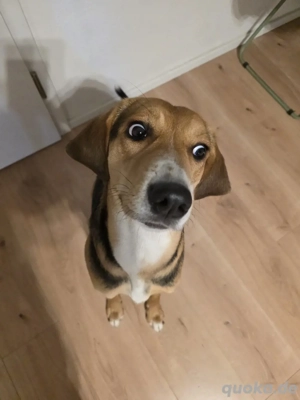 Mischlingshündin zu verkaufen  Bild 7