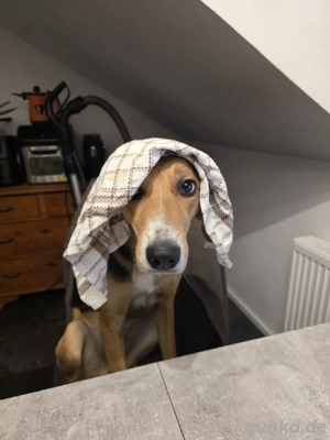 Mischlingshündin zu verkaufen  Bild 6