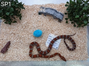 Kornnattern Jungtiere 7 25