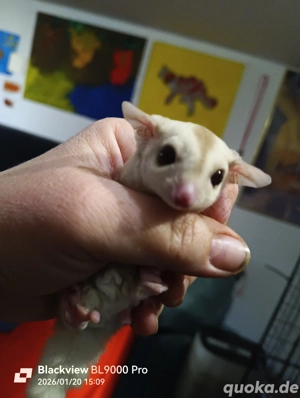 Zwei Sugar Glider Männchen Jungtiere 