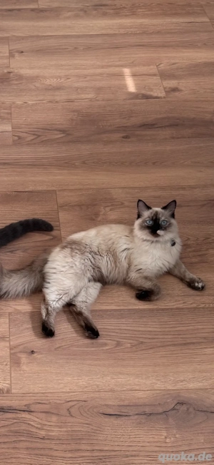 Deckkater gesucht! Bild 2