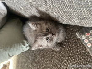 Katzen Baby zu verkaufen 