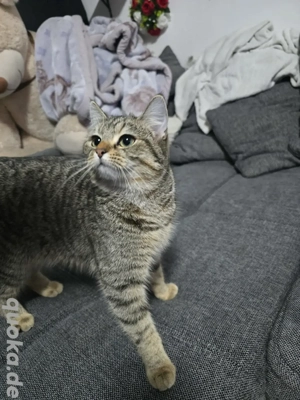 Kleine Ahsoka zu verkaufen