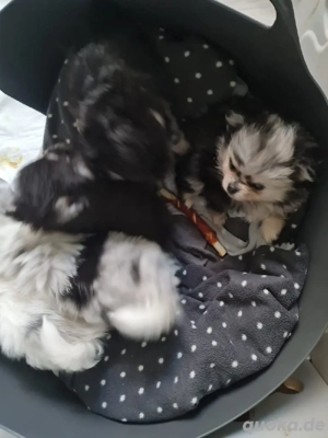 Süße welpen mit außergewöhnlicher  Fellprägung Weibchen... und blauen Auge Bild 6