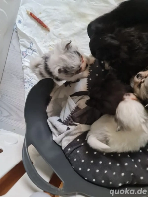 Süße welpen mit tiger Prägung und andere Fellfarben w. und m.