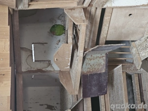 ziegensittiche Weibchen 2jahre