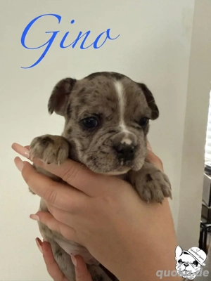 Französische Bulldoggen Welpen