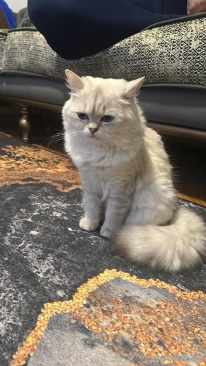 Perserkatze abzugeben