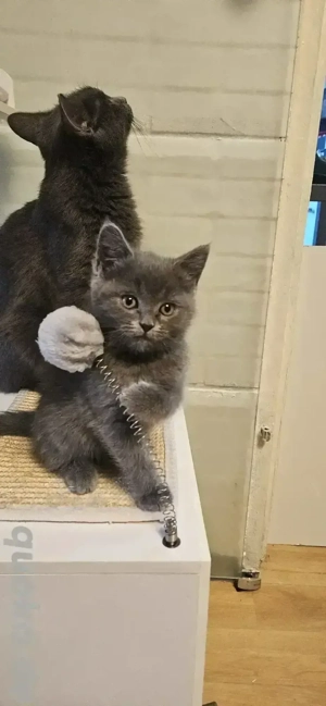 Ein Mädchen sucht noch...