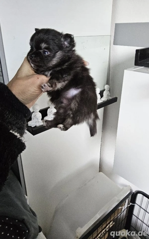 Süße welpen mit außergewöhnlicher  Fellprägung Weibchen... und blauen Auge Bild 5