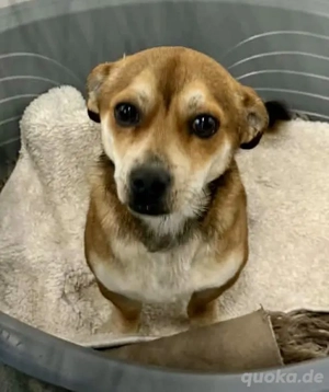 6kg Mini Männlein Elio