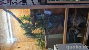 Kornnattern mit terrarien 