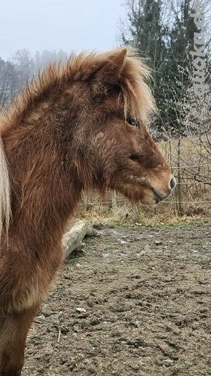 Schicker Junghengst, Isländer, Farbwechsler Bild 2