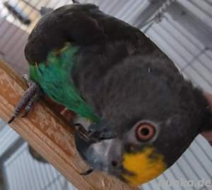 Goldbugpapagei Rocky 10 Jahre Handzahm Papagei Vogel Meyerspapagei