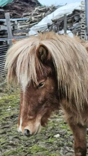 Schicker Junghengst, Isländer, Farbwechsler Bild 3