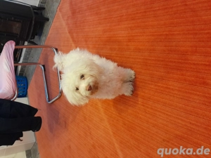 Bichon Malteser Frisé   Hündin, 8 Monate