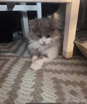 Main Coon mix 4 Monate Mädchen