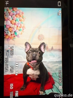Französische Bulldoggen-Hündin sucht erfahrenes Zuhause