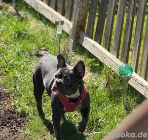 Französische Bulldoggen-Hündin sucht erfahrenes Zuhause