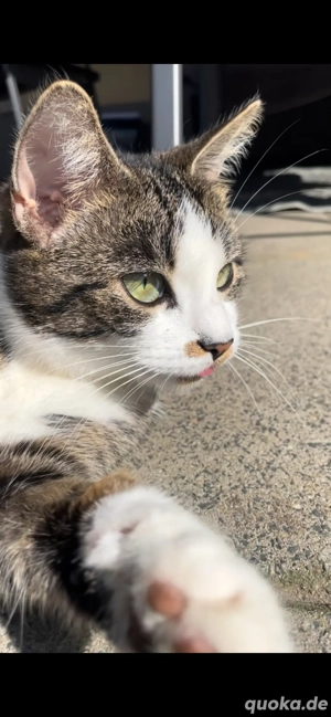 ich suche ein neues zuhause 