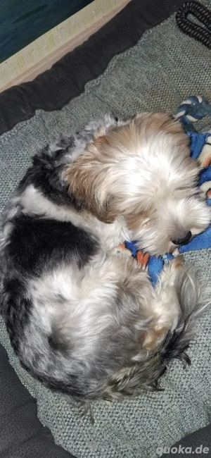 Biewer yorkshire terrier DECKRÜDE!!!  Bild 2