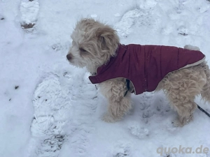  Franky   ein sensibler Wuschel auf der Suche nach seinem Glück