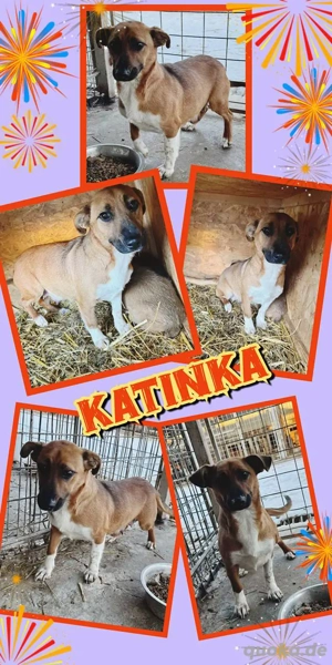 kleine, wunderschöne Hündin "Katinka" hofft endlich auf eine eigene Familie