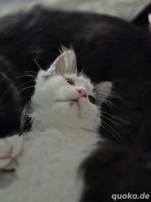 Maine-coon Kater mit Stammbaum 