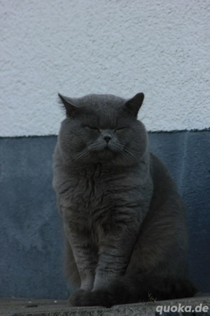 Bkh Deckkater Bild 2