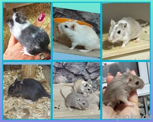 Süße Rennmaus Kinder  Rennmäuse 