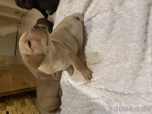 Labrador rüde blond
