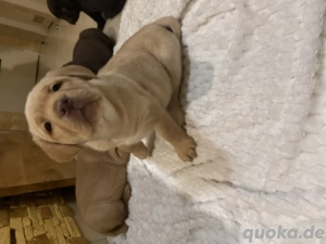 Labrador rüde blond