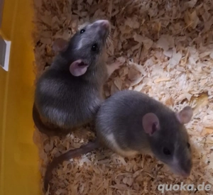 Rattenweibchen suchen Zuhause  