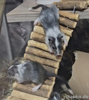 Süße Rennmaus Kinder  Rennmäuse 